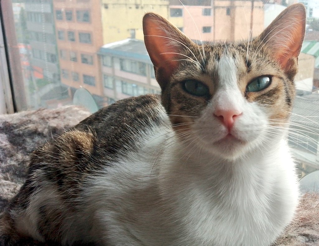 Foto de la gata Luna